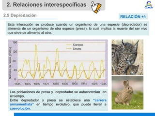 2. Relaciones interespecíficas
2.5 Depredación
Esta interacción se produce cuando un organismo de una especie (depredador) se
alimenta de un organismo de otra especie (presa), lo cual implica la muerte del ser vivo
que sirve de alimento al otro.
Las poblaciones de presa y depredador se autocontrolan en
el tiempo.
Entre depredador y presa se establece una “carrera
armamentista” en tiempo evolutivo, que puede llevar a
coevolución.
RELACIÓN +/-
 