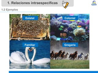 1. Relaciones intraespecíficas
1.2 Ejemplos
Estatal Colonial
Familiar Gregaria
 