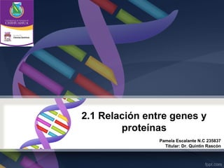 2.1 Relación entre genes y
        proteínas
                Pamela Escalante N.C 235837
                  Titular: Dr. Quintin Rascón
 