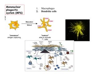 Mononuclear
phagocitic
system (MPS)
1. Macrophages
2. Dendritic cells
 