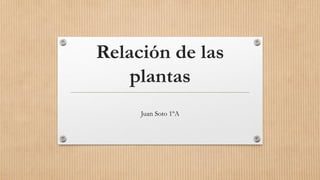 Relación de las
plantas
Juan Soto 1ºA
 