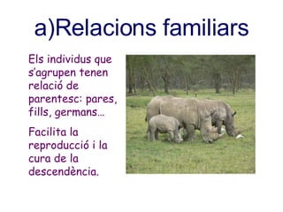 a)Relacions familiars Els individus que s’agrupen tenen relació de parentesc: pares, fills, germans… Facilita la reproducc...