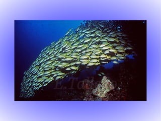 Relacions intraespecífiques