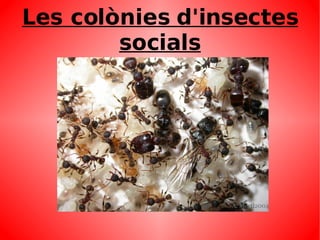 Relacions intraespecífiques