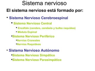 Sistema nervioso El sistema nervioso está formado por: Sistema Nervioso Cerebroespinal Sistema Nervioso Central Encéfalo (cerebro, cerebelo y bulbo raquídeo) Médula Espinal Sistema Nervioso Periférico Nervios Craneales Nervios Raquídeos Sistema Nervioso Autónomo Sistema Nervioso Simpático Sistema Nervioso Parasimpático 