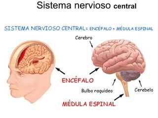 Sistema nervioso  central 