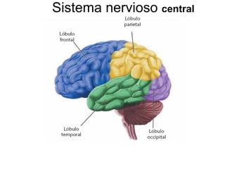 Sistema nervioso  central 