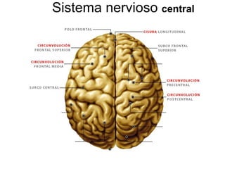 Sistema nervioso  central 