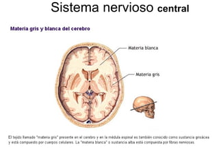 Sistema nervioso  central 