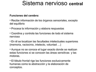 Sistema nervioso  central Funciones del cerebro: Recibe información de los órganos sensoriales, excepto del equilibrio Procesa la información y elabora respuestas Coordina y controla las funciones de todo el sistema nervioso En él se localizan las facultades intelectuales superiores (memoria, raciocinio, intelecto, voluntad …) Aunque no se conoce el lugar exacto donde se realizan estas funciones si se conocen las áreas sensitivas  y las motoras.  El lóbulo frontal rige las funciones exclusivamente humanas como la abstracción y la elaboración de conceptos. 