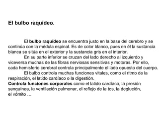 El bulbo raquídeo. El  bulbo raquídeo  se encuentra justo en la base del cerebro y se continúa con la médula espinal. Es de color blanco, pues en él la sustancia blanca se sitúa en el exterior y la sustancia gris en el interior. En su parte inferior se cruzan del lado derecho al izquierdo y viceversa muchas de las fibras nerviosas sensitivas y motoras. Por ello, cada hemisferio cerebral controla principalmente el lado opuesto del cuerpo. El bulbo controla muchas funciones vitales, como el ritmo de la respiración, el latido cardíaco o la digestión. Controla funciones corporales  como el latido cardíaco, la presión sanguínea, la ventilación pulmonar, el reflejo de la tos, la deglución, el vómito … 