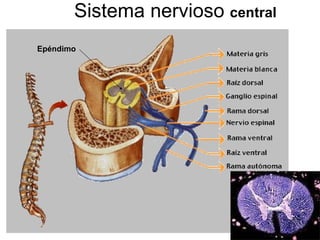 Sistema nervioso  central Epéndimo 