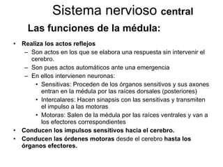 Realiza los actos reflejos Son actos en los que se elabora una respuesta sin intervenir el cerebro. Son pues actos automáticos ante una emergencia En ellos intervienen neuronas: Sensitivas: Proceden de los órganos sensitivos y sus axones entran en la médula por las raíces dorsales (posteriores) Intercalares: Hacen sinapsis con las sensitivas y transmiten el impulso a las motoras Motoras: Salen de la médula por las raíces ventrales y van a los efectores correspondientes Conducen los impulsos sensitivos hacia el cerebro. Conducen las órdenes motoras  desde el cerebro  hasta los   órganos efectores. Sistema nervioso  central Las funciones de la médula: 