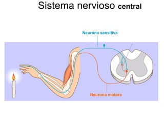 Sistema nervioso  central Neurona de asociación Neurona sensitiva Neurona motora 