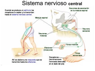 Sistema nervioso  central 