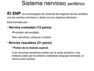 Sistema nervioso  periférico El   SNP  es el encargado de conectar los órganos de los sentidos con los centros nerviosos y éstos con los órganos efectores. Está formado por: Nervios craneales (12 pares)   Proceden del encéfalo.  Son sensitivos, motores o mixtos Nervios raquídeos (31 pares) Parten de la médula espinal.  Las neuronas sensitivas entran por la parte posterior y las motoras salen por la anterior uniéndose después formando un nervio único (mixto). 