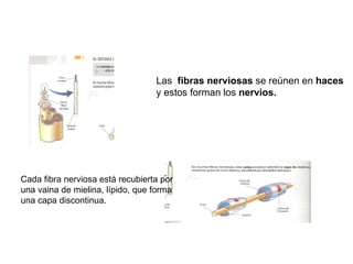 Las  fibras nerviosas  se reúnen en  haces   y estos forman los  nervios. Cada fibra nerviosa está recubierta por una vaina de mielina, lípido, que forma  una capa discontinua. 