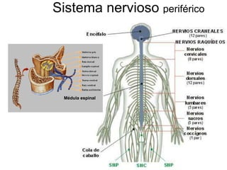 Sistema nervioso  periférico Médula espinal 