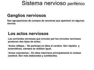 Sistema nervioso  periférico Ganglios nerviosos Son agrupaciones de cuerpos de neuronas que aparecen en algunos nervios Los actos nerviosos Las corrientes nerviosas que circulan por los circuitos nerviosos producen dos tipos de actos: Actos reflejos -  No participa en ellos el cerebro. Son rápidos  y automáticos, siempre se realizan igual. Actos voluntarios – En ellos interviene principalmente la corteza cerebral. Son más elaborados y cambiantes. 