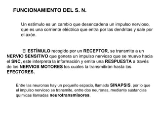 FUNCIONAMIENTO DEL S. N. Un estímulo es un cambio que desencadena un impulso nervioso , que es una corriente eléctrica que entra por las dendritas y sale por el axón. El  ESTÍMULO  recogido por un  RECEPTOR , se transmite a un NERVIO SENSITIVO  que genera un impulso nervioso que se mueve hacia el  SNC,  este interpreta la información y emite una  RESPUESTA  a través de los  NERVIOS MOTORES  los cuales la transmitirán hasta los  EFECTORES. Entre las neuronas hay un pequeño espacio, llamado  SINAPSIS , por lo que el impulso nervioso se transmite, entre dos neuronas, mediante sustancias químicas llamadas  neurotransmisores .  