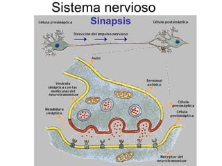 Sistema nervioso  Sinapsis 