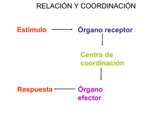 Estímulo Órgano receptor Centro de coordinación Órgano efector Respuesta RELACIÓN Y COORDINACIÓN 