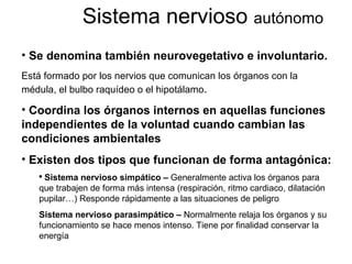 Sistema nervioso  autónomo Se denomina también neurovegetativo e involuntario. Está formado por los nervios que comunican los órganos con la médula, el bulbo raquídeo o el hipotálamo . Coordina los órganos internos en aquellas funciones independientes de la voluntad cuando cambian las condiciones ambientales Existen dos tipos que funcionan de forma antagónica: Sistema nervioso simpático –  Generalmente activa los órganos para que trabajen de forma más intensa (respiración, ritmo cardiaco, dilatación pupilar…) Responde rápidamente a las situaciones de peligro Sistema nervioso parasimpático –  Normalmente relaja los órganos y su funcionamiento se hace menos intenso. Tiene por finalidad conservar la energía  