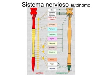 Sistema nervioso  autónomo 