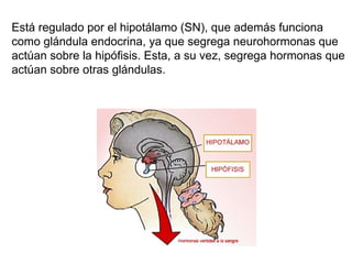 Está regulado por el hipotálamo (SN), que además funciona como glándula endocrina, ya que segrega neurohormonas que actúan sobre la hipófisis. Esta, a su vez, segrega hormonas que actúan sobre otras glándulas. 