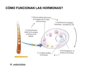CÓMO FUNCIONAN LAS HORMONAS? H. esteroidea 
