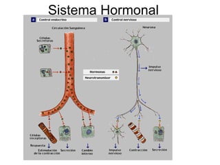 Sistema Hormonal 