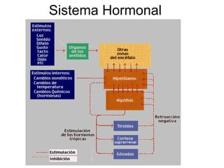 Sistema Hormonal 