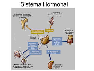 Sistema Hormonal 