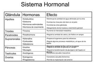 Sistema Hormonal Caracteres sexuales femeninos  Permite la implantación del embrión Estrógenos Progesterona Ovarios Caracteres sexuales masculinos Andrógenos Testículos  Regula la cantidad de glucosa en sangre Regula la transformación de glucógeno del hígado en glucosa Insulina Glucagón Páncreas Prepara al organismo para los esfuerzos Regula algunos procesos metabólicos y el agua de los tejidos Regula la cantidad de Na y el K en la sangre Adrenalina Corticoides Aldosterona Suprarrenales Regula la cantidad de calcio y de fósforo en sangre Parathormona Paratiroides Aumenta la intensidad metabólica Tiroxina Tiroides Disminuye la cantidad de agua eliminada por la orina Contrae los músculos del útero en el parto Controla las otras glándulas Alargamiento de los huesos y crecimiento general Antidiurética Oxitocina Hormonas estimulantes Hormona de crecimiento Hipófisis Efecto Hormonas Glándula 