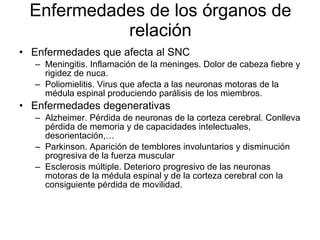 Enfermedades de los órganos de relación Enfermedades que afecta al SNC Meningitis. Inflamación de la meninges. Dolor de cabeza fiebre y rigidez de nuca. Poliomielitis. Virus que afecta a las neuronas motoras de la médula espinal produciendo parálisis de los miembros. Enfermedades degenerativas Alzheimer. Pérdida de neuronas de la corteza cerebral. Conlleva pérdida de memoria y de capacidades intelectuales, desorientación,… Parkinson. Aparición de temblores involuntarios y disminución progresiva de la fuerza muscular Esclerosis múltiple. Deterioro progresivo de las neuronas motoras de la médula espinal y de la corteza cerebral con la consiguiente pérdida de movilidad. 