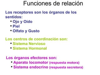 Los centros de coordinación son: Sistema Nervioso Sistema Hormonal Los receptores son los órganos de los sentidos: Ojo y Oído Piel Olfato y Gusto Los órganos efectores son: Aparato locomotor  (respuesta motora) Sistema endocrino  (respuesta secretora) Funciones de relación 