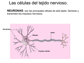 Las células del tejido nervioso. NEURONAS :  son   las principales células de este tejido. Generan y transmiten los impulsos nerviosos. Dendritas Axón Cuerpo celular Núcleo 