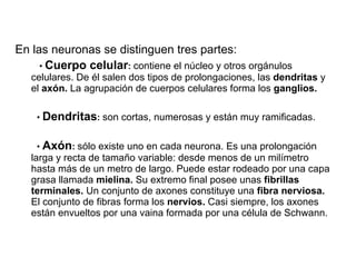 En las neuronas se distinguen tres partes: •  Cuerpo celular :  contiene el núcleo y otros orgánulos celulares. De él salen dos tipos de prolongaciones, las  dendritas  y el  axón.  La agrupación de cuerpos celulares forma los  ganglios. •  Dendritas :  son cortas, numerosas y están muy ramificadas. •  Axón :  sólo existe uno en cada neurona. Es una prolongación larga y recta de tamaño variable: desde menos de un milímetro hasta más de un metro de largo. Puede estar rodeado por una capa grasa llamada  mielina.  Su extremo final posee unas  fibrillas terminales.  Un conjunto de axones constituye una  fibra nerviosa.  El conjunto de fibras forma los  nervios.  Casi siempre, los axones están envueltos por una vaina formada por una célula de Schwann. 