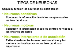 TIPOS DE NEURONAS Según su función las neuronas se clasifican en: Neuronas sensitivas Conducen la información desde los receptores a los centros nerviosos Neuronas motoras Conducen la información desde los centros nerviosos a los órganos efectores Neuronas intercalares o de asociación Están situadas entre las neuronas sensitivas y las motoras (se localizan en los centros nerviosos superiores) 