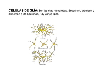 cE CÉLULAS DE GLÍA :  Son las más numerosas. Sostienen, protegen y alimentan a las neuronas. Hay varios tipos. 