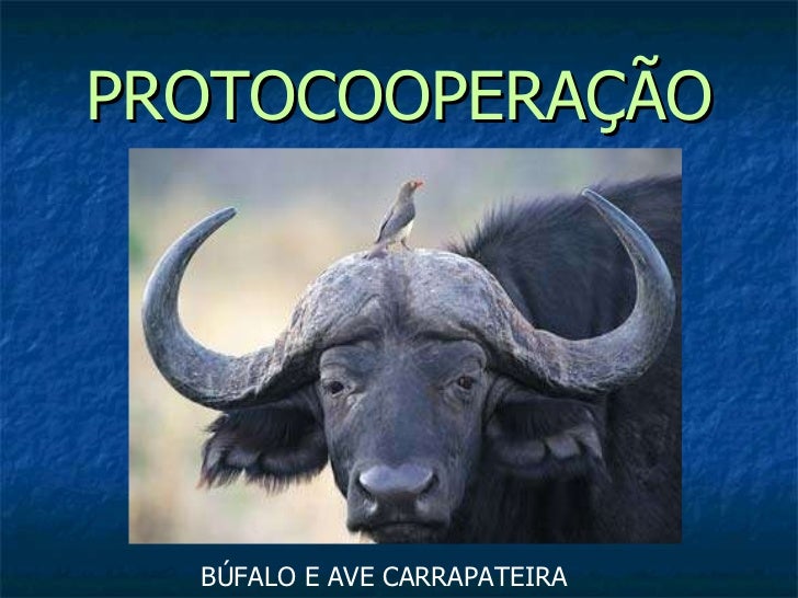 Cite E Explique Um Exemplo Da Relacao Ecologica De Protocooperacao