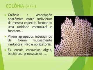 COLÔNIA (+/+)
 Colônia : Associação
anatômica entre indivíduos
da mesma espécie, formando
uma unidade estrutural e
funcional.
 Vivem agrupados interagindo
de forma mutuamente
vantajosa. Não é obrigatória.
 Ex. corais, caravelas, algas,
bactérias, protozoários,...
 