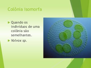 Colônia isomorfa
 Quando os
indivíduos de uma
colônia são
semelhantes.
 Volvox sp.
 