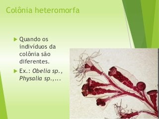 Colônia heteromorfa
 Quando os
indivíduos da
colônia são
diferentes.
 Ex.: Obelia sp.,
Physalia sp.,...
 