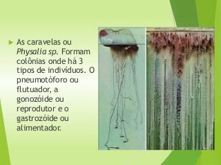  As caravelas ou
Physalia sp. Formam
colônias onde há 3
tipos de indivíduos. O
pneumotóforo ou
flutuador, a
gonozóide ou
reprodutor e o
gastrozóide ou
alimentador.
 