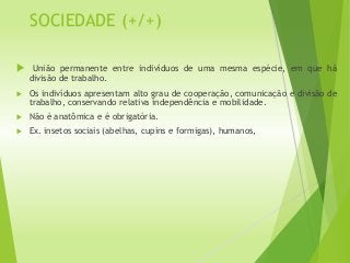 SOCIEDADE (+/+)
 União permanente entre indivíduos de uma mesma espécie, em que há
divisão de trabalho.
 Os indivíduos apresentam alto grau de cooperação, comunicação e divisão de
trabalho, conservando relativa independência e mobilidade.
 Não é anatômica e é obrigatória.
 Ex. insetos sociais (abelhas, cupins e formigas), humanos,
 