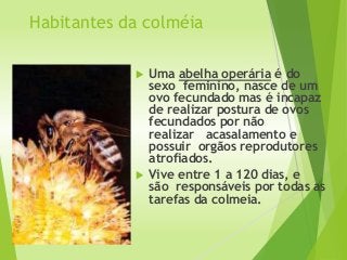 Habitantes da colméia
 Uma abelha operária é do
sexo feminino, nasce de um
ovo fecundado mas é incapaz
de realizar postura de ovos
fecundados por não
realizar acasalamento e
possuir orgãos reprodutores
atrofiados.
 Vive entre 1 a 120 dias, e
são responsáveis por todas as
tarefas da colmeia.
 