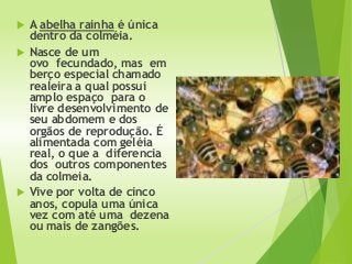  A abelha rainha é única
dentro da colméia.
 Nasce de um
ovo fecundado, mas em
berço especial chamado
realeira a qual possui
amplo espaço para o
livre desenvolvimento de
seu abdomem e dos
orgãos de reprodução. É
alimentada com geléia
real, o que a diferencia
dos outros componentes
da colmeia.
 Vive por volta de cinco
anos, copula uma única
vez com até uma dezena
ou mais de zangões.
 