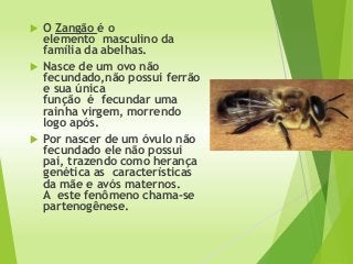  O Zangão é o
elemento masculino da
família da abelhas.
 Nasce de um ovo não
fecundado,não possui ferrão
e sua única
função é fecundar uma
rainha virgem, morrendo
logo após.
 Por nascer de um óvulo não
fecundado ele não possui
pai, trazendo como herança
genética as características
da mãe e avós maternos.
A este fenômeno chama-se
partenogênese.
 