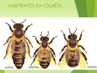 HABITANTES DA COLMÉIA
 